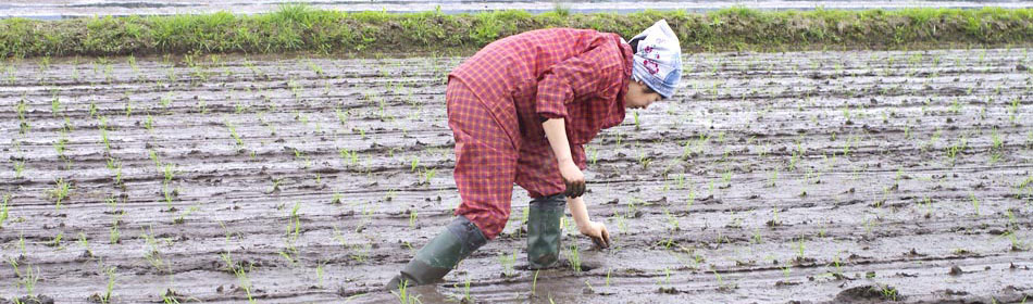 こめたび?秋田の旬を農家直送